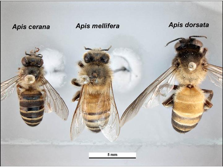 Apis-Cerana-Apis-Mellifera-Apis-Dorsata
