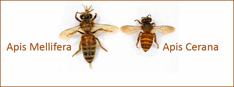 Apis-Cerana-Apis-Mellifera