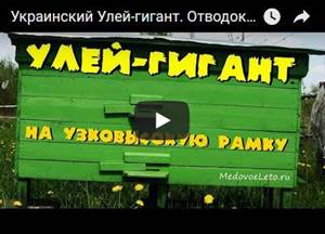 Украинский Улей-гигант. Отводок на узковысокую рамку